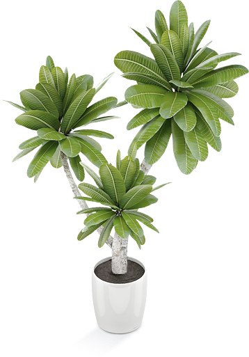 Potted Plant